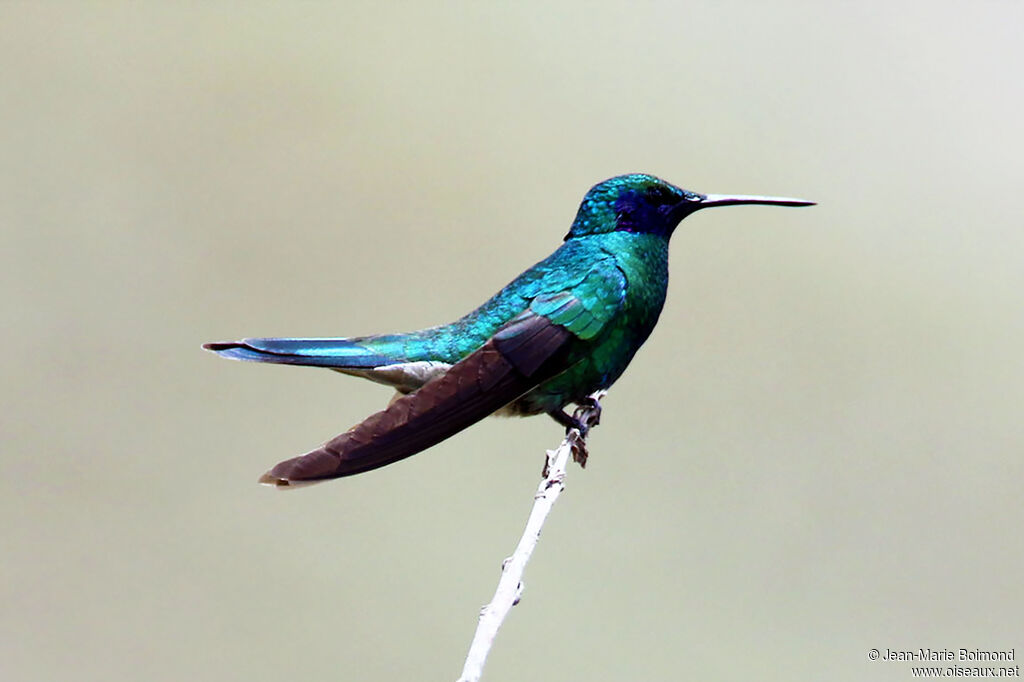 Sparkling Violetear