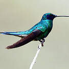 Colibri d'Anaïs