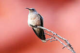 Colibri d'Estelle