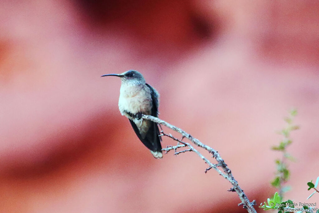 Colibri d'Estelle