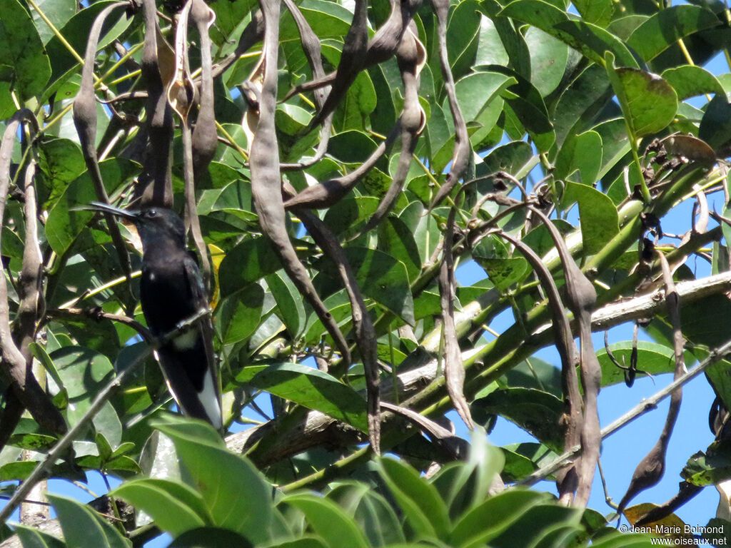 Colibri demi-deuil