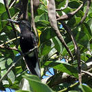 Colibri demi-deuil