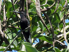 Black Jacobin