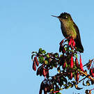 Colibri du Chili