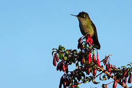 Green-backed Firecrown