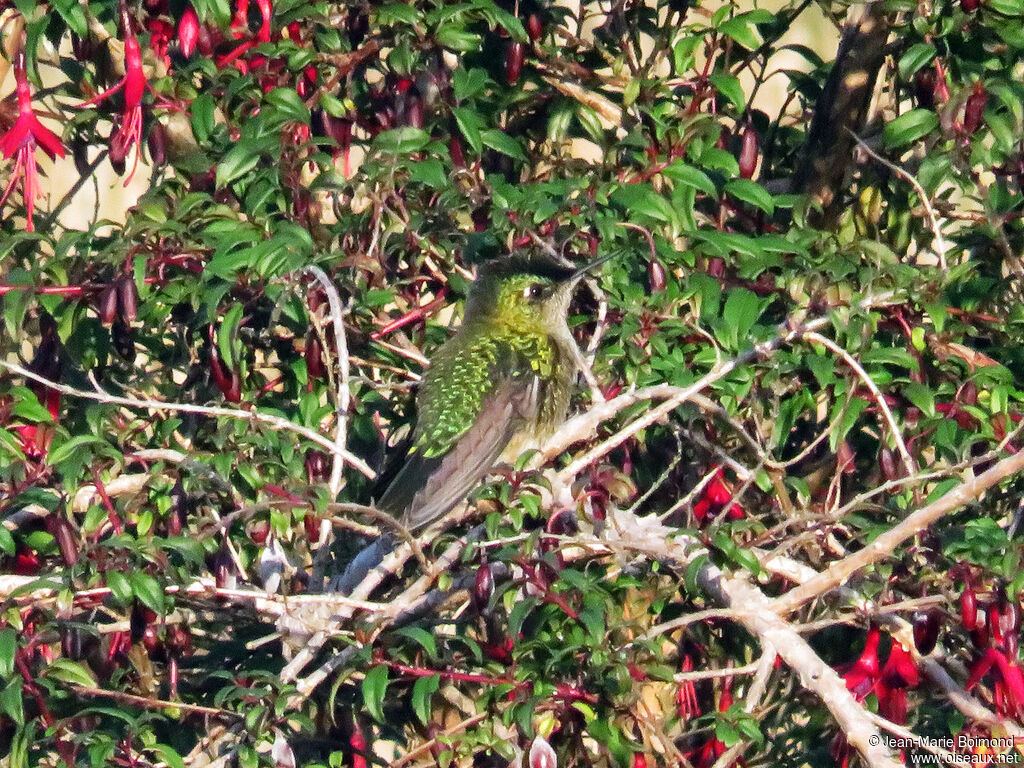 Green-backed Firecrown