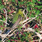 Colibri du Chili