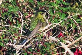 Green-backed Firecrown