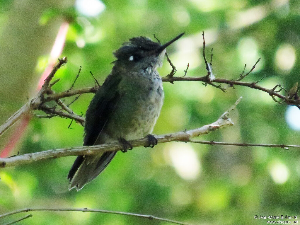 Colibri du Chili