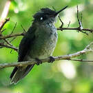 Colibri du Chili