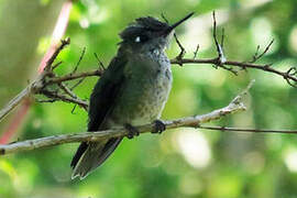 Green-backed Firecrown