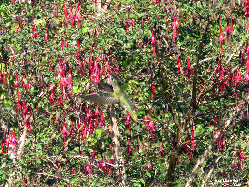 Green-backed Firecrown