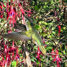Colibri du Chili