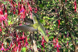 Green-backed Firecrown