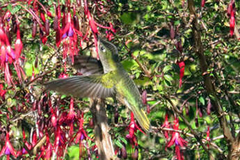 Colibri du Chili