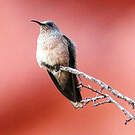 Colibri estelle
