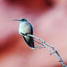 Colibri estelle