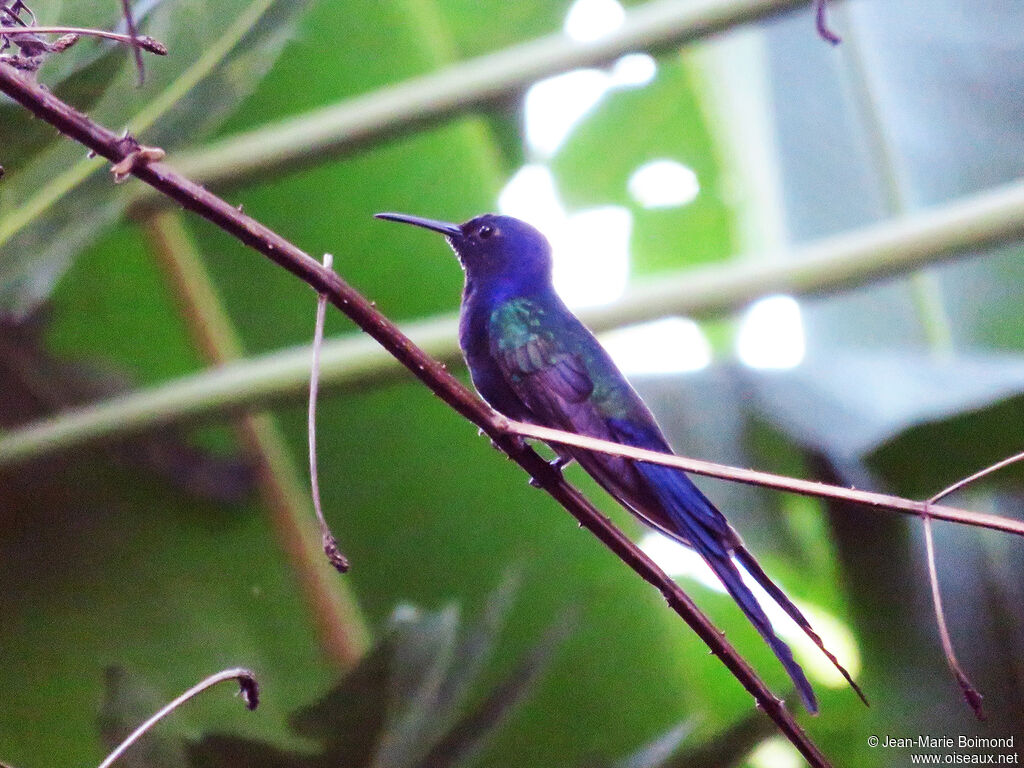 Swallow-tailed Hummingbird