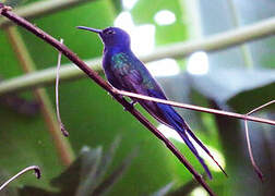 Swallow-tailed Hummingbird