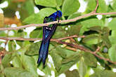 Colibri hirondelle