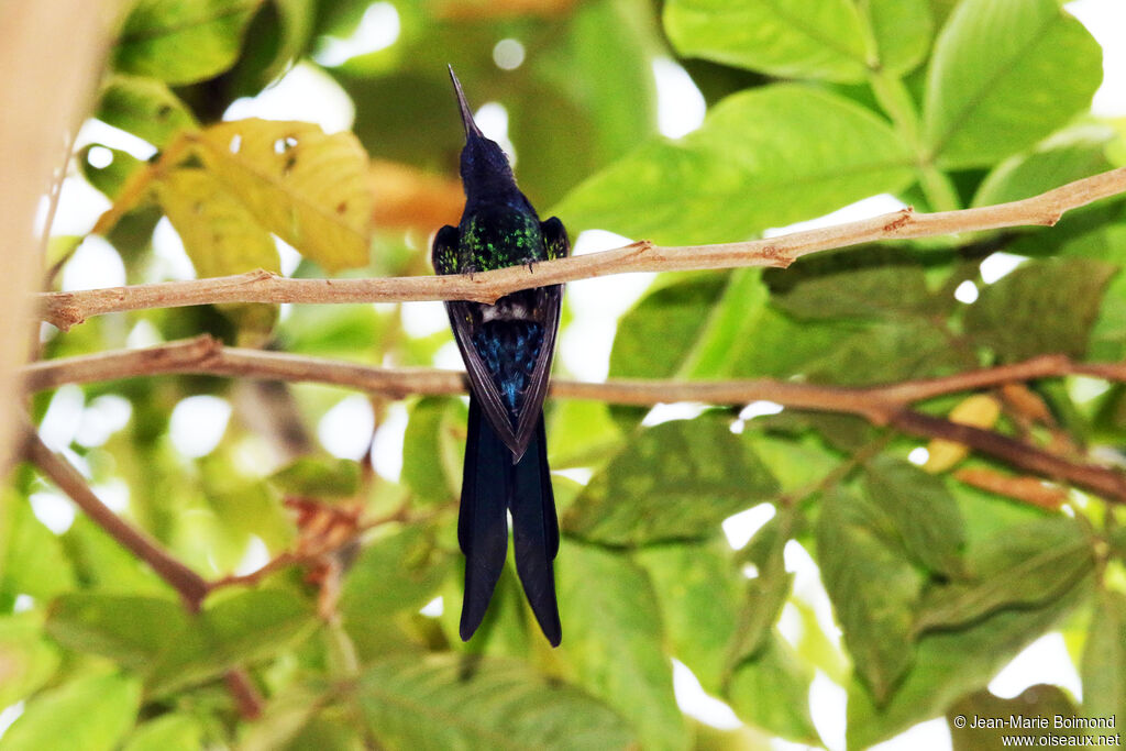 Colibri hirondelle