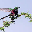 Colibri sapho