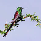 Colibri sapho