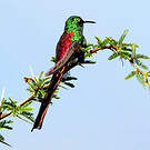 Colibri sapho