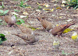 Ruddy Ground Dove