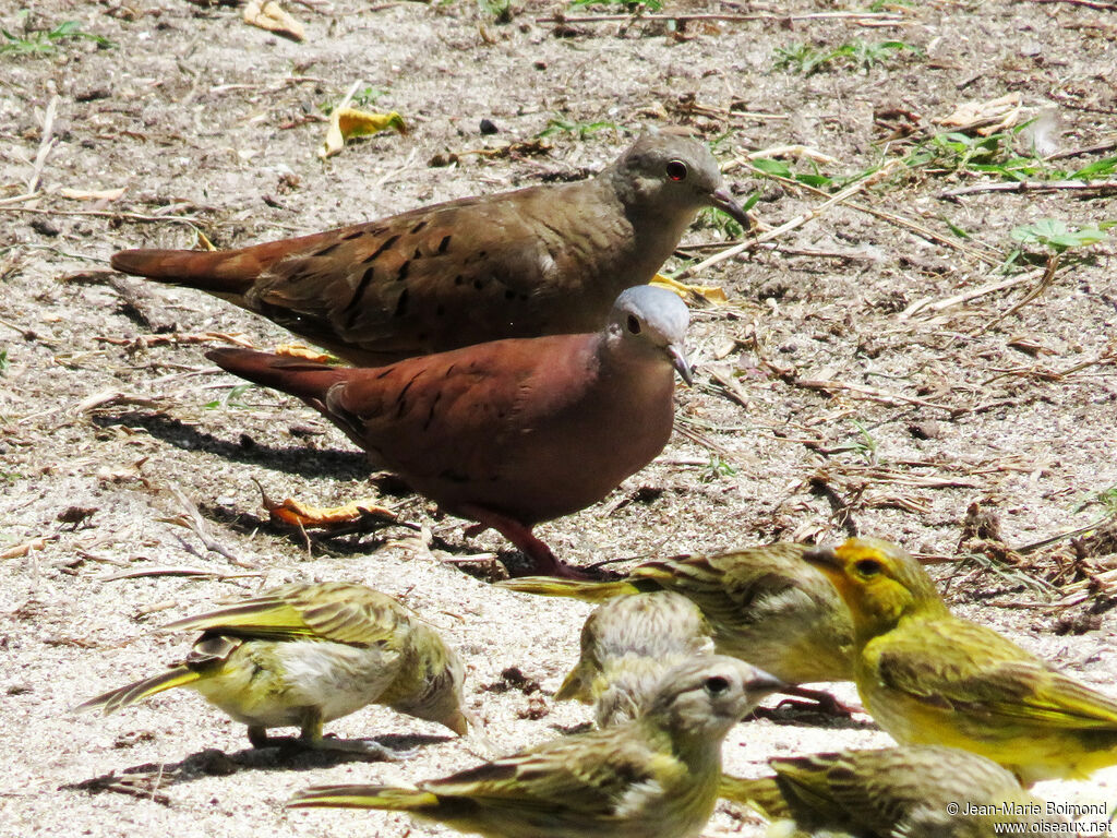 Ruddy Ground Dove