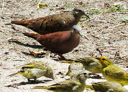 Ruddy Ground Dove