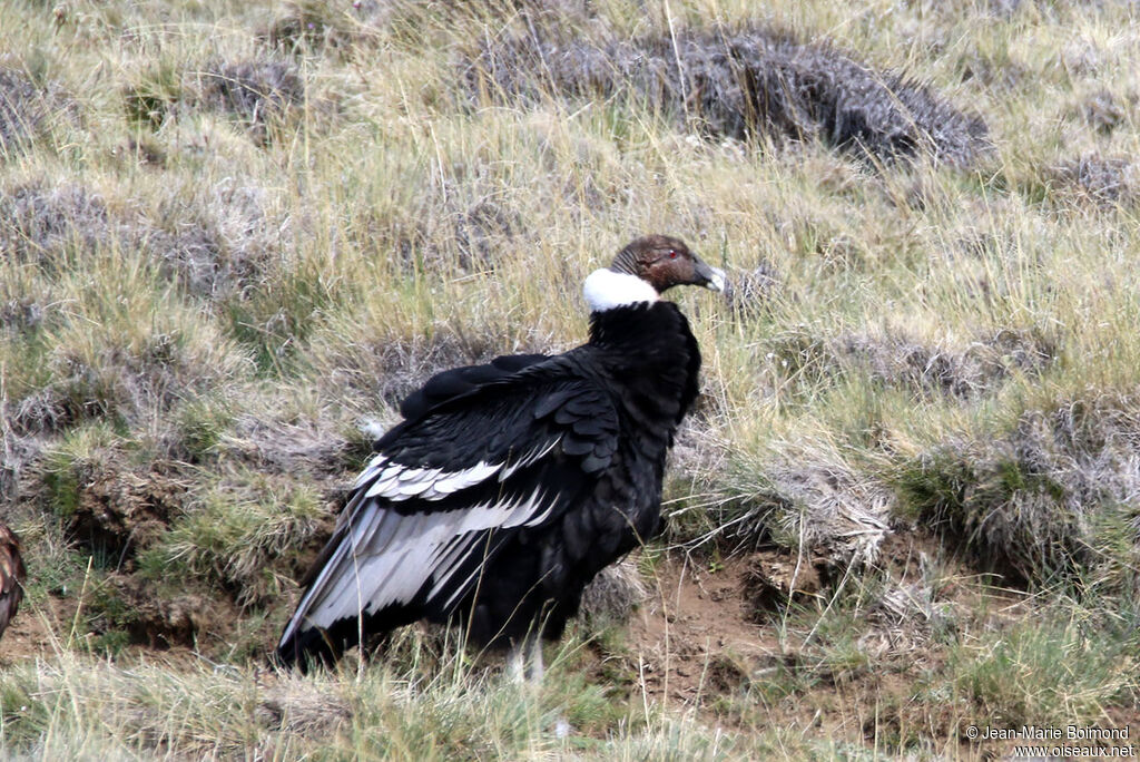 Andean Condor