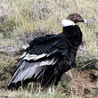 Condor des Andes