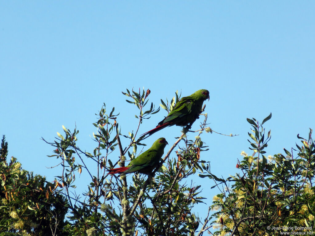 Slender-billed Parakeet