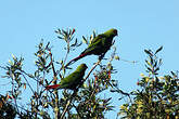 Conure à long bec