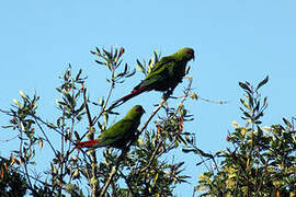 Slender-billed Parakeet