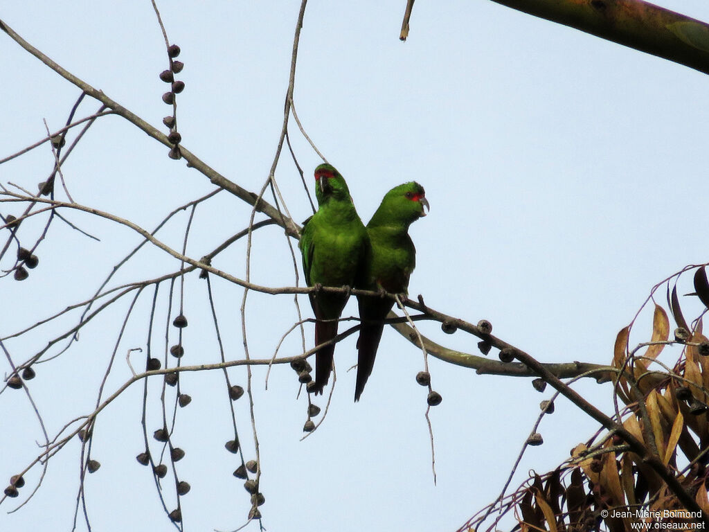 Slender-billed Parakeet