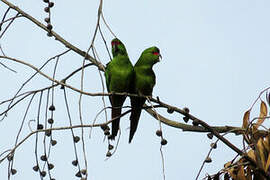 Slender-billed Parakeet