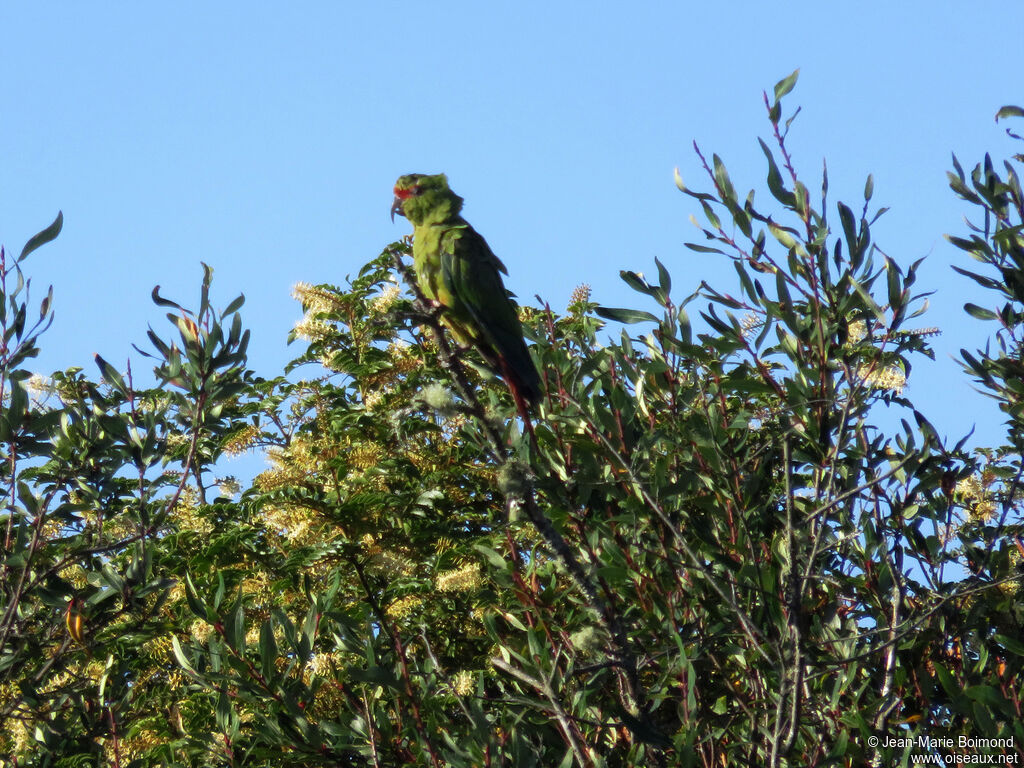 Conure à long bec