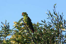 Slender-billed Parakeet