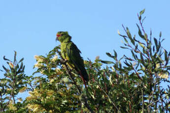 Conure à long bec