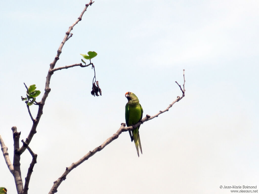 Conure couronnée