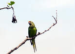 Conure couronnée