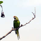 Conure couronnée