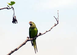 Peach-fronted Parakeet