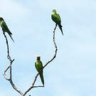 Conure couronnée