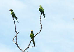 Conure couronnée