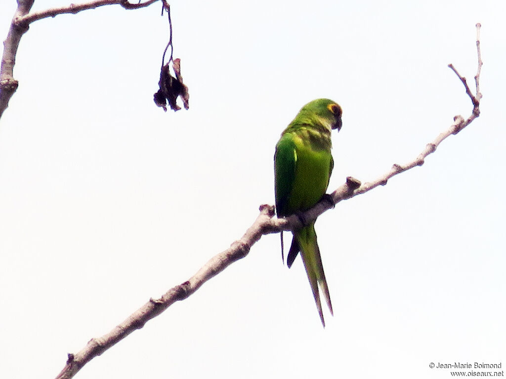 Conure couronnée