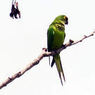 Conure couronnée