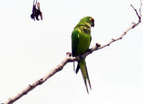 Conure couronnée